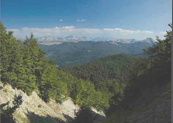 Леса на высокогорье. Страна Черногория. Балканский полуостров