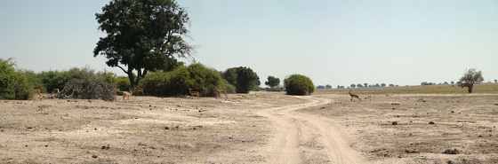 Дальняя дорога в африканской стране Ботсвана