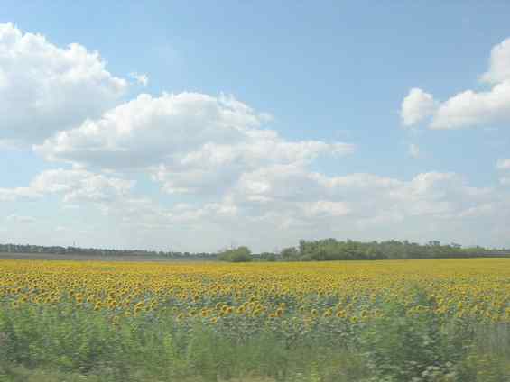 Подсолнечник - одна из важнейших сельскохозяйственных культур страны Украина 