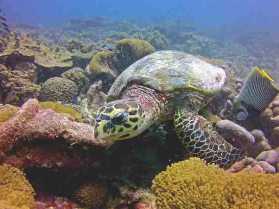 Подводный мир в прибрежных водах страны Сейшелы