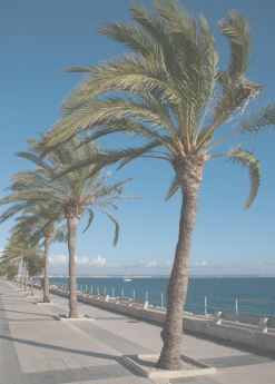 Великолепные пальмы на побережье Испании