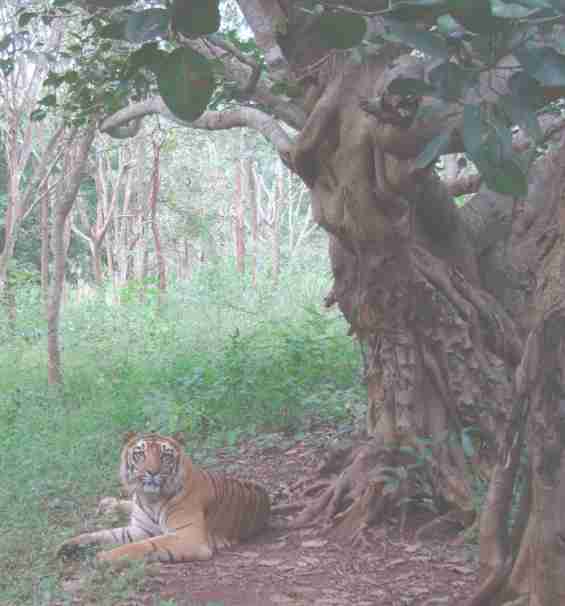 Тигр в окрестностях известного курорта Гоа